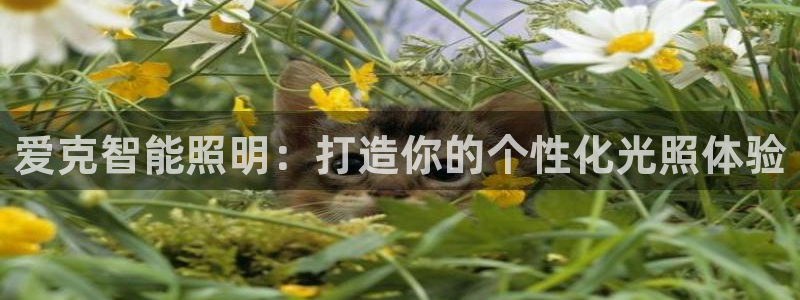 云顶国际服加速器