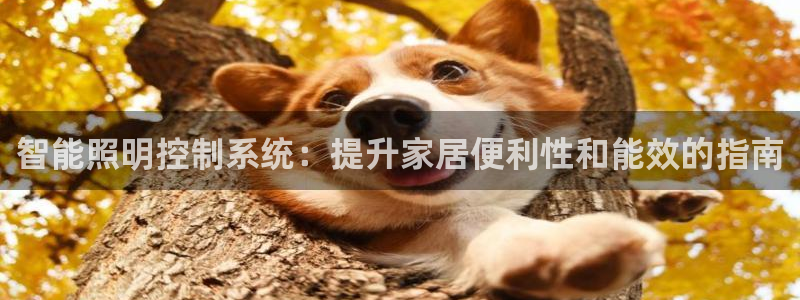 云顶国际网上平台是假的吗?