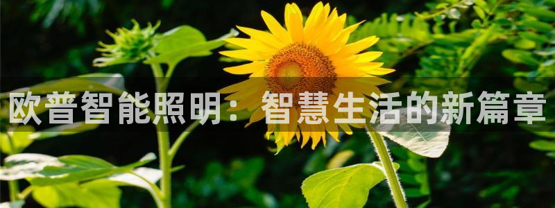 云顶国际平台游戏官网